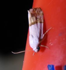 Ponometia elegantula