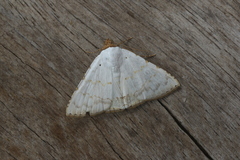 Eulepidotis alabastraria