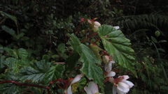 Begonia cornuta