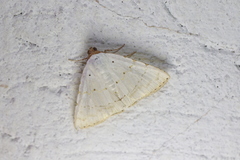 Eulepidotis alabastraria