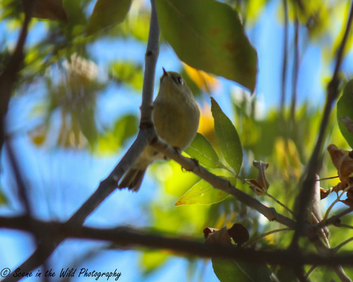 Ruby-crowned Kinglet photographed in Colorado