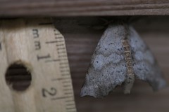 Olceclostera seraphica