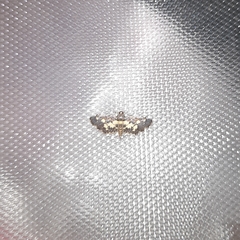 Eurrhyparodes bracteolalis