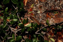 Ophisops elegans macrodactylus