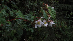Begonia cornuta
