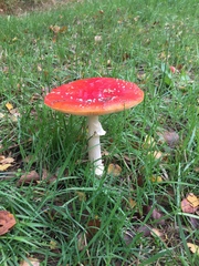 Amanita muscaria