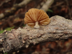 Simocybe haustellaris