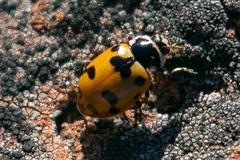 Hippodamia caseyi