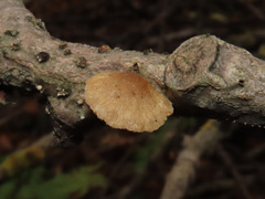 Simocybe haustellaris