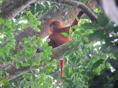 Presbytis rubicunda