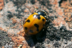 Hippodamia caseyi