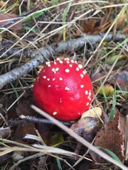 Amanita muscaria