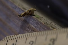 Spragueia jaguaralis