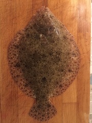 Scophthalmus rhombus