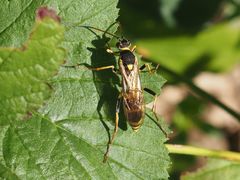 Amblyteles armatorius