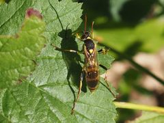 Amblyteles armatorius