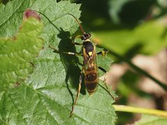 Amblyteles armatorius