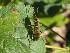 Amblyteles armatorius