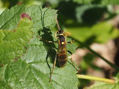 Amblyteles armatorius