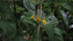 Sigesbeckia jorullensis