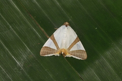 Eulepidotis rectimargo