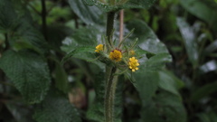 Sigesbeckia jorullensis