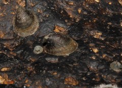 Ancylus fluviatilis image