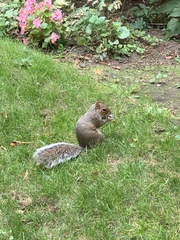 Sciurus carolinensis