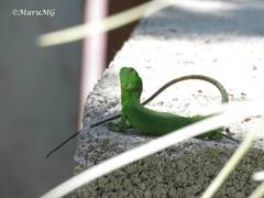 Ctenosaura pectinata