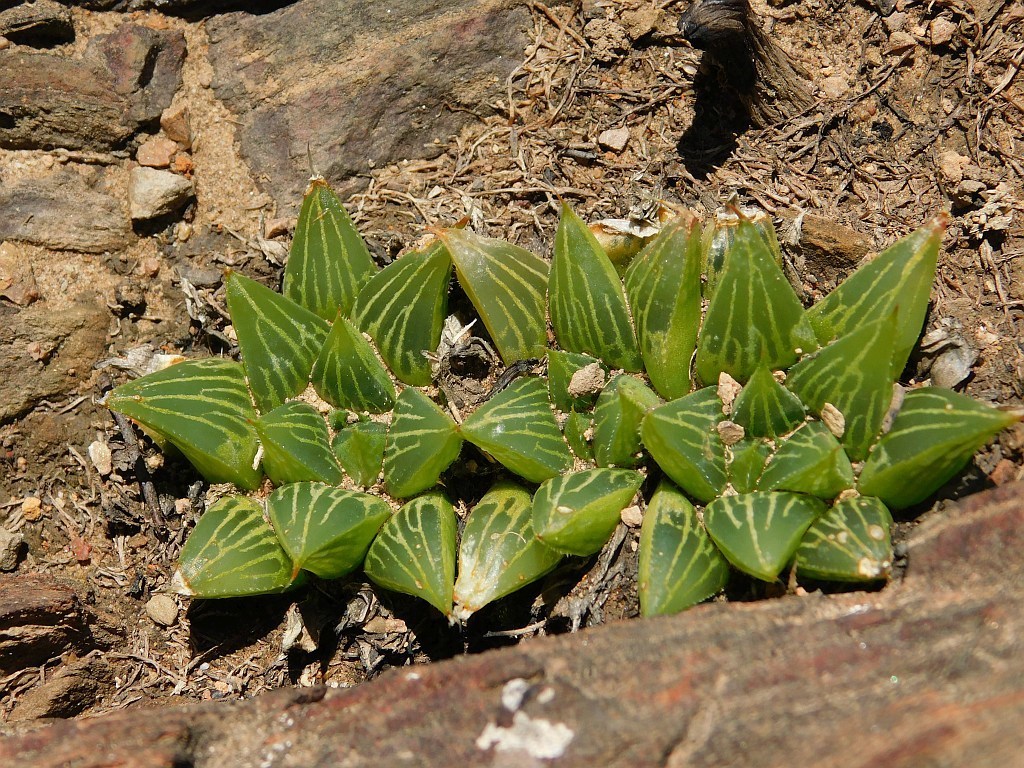 Haworthia mirabilis, Greyton, 7233, South Africa