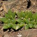 Haworthias - Photo (c) Klaus Wehrlin, some rights reserved (CC BY-NC), uploaded by Klaus Wehrlin