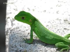 Ctenosaura pectinata