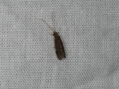 Polycentropus flavomaculatus