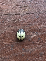 Epilachna nigrocincta