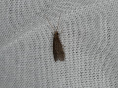 Polycentropus flavomaculatus