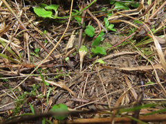 Clavulinopsis corniculata