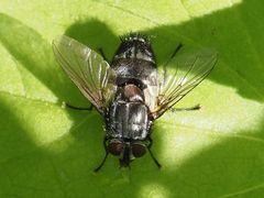 Blepharipa pratensis