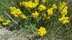 Solidago mollis