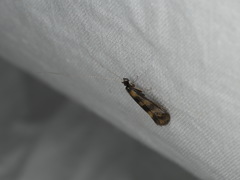 Mystacides longicornis