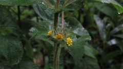 Sigesbeckia jorullensis