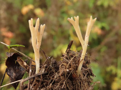Clavulinopsis corniculata