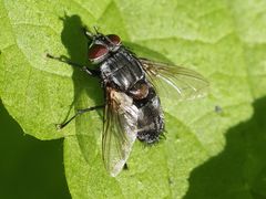 Blepharipa pratensis