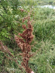 Rumex crispus