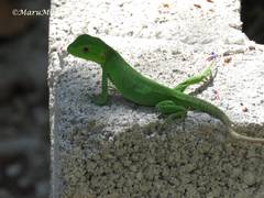 Ctenosaura pectinata