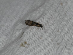 Mystacides longicornis