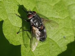 Blepharipa pratensis