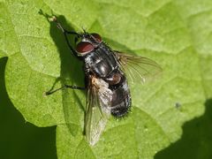 Blepharipa pratensis