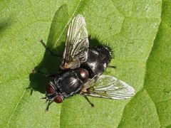 Blepharipa pratensis