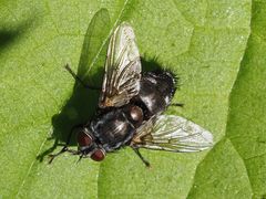 Blepharipa pratensis