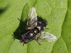 Blepharipa pratensis